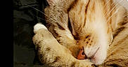 Piniata participe au concours pour gagner de l'argent avec cette photo : cat, tabby, sleeping, paw, fur, cute, cozy, blanket, resting, closeup, pet, animal, whiskers, ears, soft, domestic_cat, nap, striped, face, relaxation