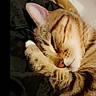 cat, tabby, sleeping, paw, fur, cute, cozy, blanket, resting, closeup, pet, animal, whiskers, ears, soft, domestic_cat, nap, striped, face, relaxation