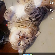 Piniata a rejoint le concours — aidez-le/la à gagner de superbes lots ! cat, tabby, pet, animal, fur, whiskers, ears, paws, relaxed, lying_down, indoor, snapchat, screenshot, emoji, text_overlay, candid, cute, sleepy, domestic, feline