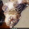 cat, tabby, pet, animal, fur, whiskers, ears, paws, relaxed, lying_down, indoor, snapchat, screenshot, emoji, text_overlay, candid, cute, sleepy, domestic, feline