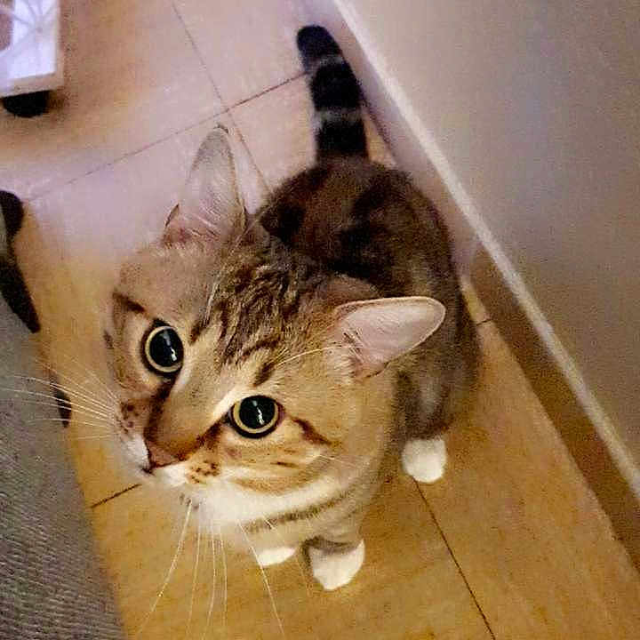 Piniata a rejoint le concours — aidez-le/la à gagner de superbes lots ! cat, tabby_cat, pet, animal, floor, tile_floor, indoor, looking_up, curious, cute, whiskers, ears, tail, paws, domestic_animal, feline, snapshot, phone_screenshot, text_overlay, wall
