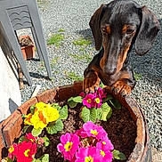 Popeye a rejoint le concours — aidez-le/la à gagner de superbes lots ! animal, close_up, curious, dachshund, daylight, dog, flower_pot, flowers, garden, gravel, green_leaves, nature, outdoor, pet, pink_flower, plant, red_flower, sunlight, wooden_pot, yellow_flower
