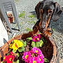 animal, close_up, curious, dachshund, daylight, dog, flower_pot, flowers, garden, gravel, green_leaves, nature, outdoor, pet, pink_flower, plant, red_flower, sunlight, wooden_pot, yellow_flower