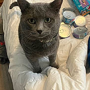 Hunter is registered to the contest to win money with this photo: cat, gray_cat, pet, indoor, bed, comforter, canned_food, cat_food, box, furniture, wood_floor, clothing, folded_clothes, curious, green_eyes, whiskers, collar, looking_at_camera, domestic_cat, household