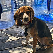 Piper is registered to the contest to win money with this photo: dog, beagle, hound, pet, animal, sitting, outdoor, wooden_deck, sunlight, collar, leash, tag, floppy_ears, brown_fur, black_fur, white_fur, portrait, water_containers, rustic, shadows