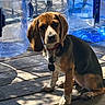 dog, beagle, hound, pet, animal, sitting, outdoor, wooden_deck, sunlight, collar, leash, tag, floppy_ears, brown_fur, black_fur, white_fur, portrait, water_containers, rustic, shadows