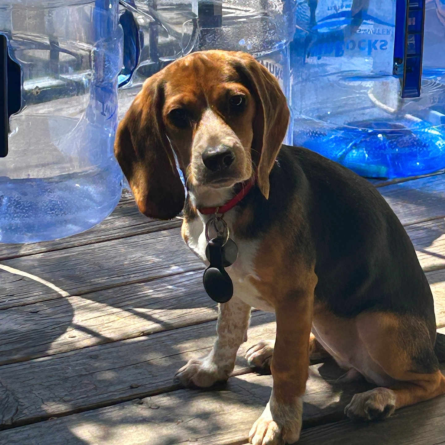 Piper