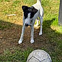 active, animal, ball, black_and_white, canine, curious, daytime, dog, fun, grass, ground, nature, outdoor, pet, playful, soccer_ball, summer, sunlight, toy, yard