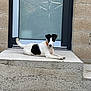 animal, black_and_white, building_wall, calm, canine, concrete, daylight, dog, door, glass_door, orange_collar, outdoor, pet, portrait, quiet, reflection, resting, side_view, step, young_dog