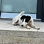 animal, black_and_white, collar, concrete, curious, dog, domestic_animal, door, fur, glass, lying_down, outdoor, pet, playful, puppy, resting, side_view, step, tail, young_dog
