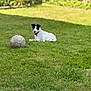 animal, canine, collar, dog, domestic_animal, fence, garden, grass, greenery, leisure, nature, outdoor, pet, playing, resting, soccer_ball, sports_equipment, summer, sunlight, yard