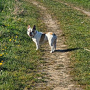 Tessy a rejoint le concours — aidez-le/la à gagner de superbes lots ! dog, french_bulldog, dirt_path, grass, dandelion, outdoor, sunny, pet, animal, nature, walking, summer, canine, field, greenery, happy, looking_back, daylight, small_dog, scenic