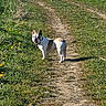 dog, french_bulldog, dirt_path, grass, dandelion, outdoor, sunny, pet, animal, nature, walking, summer, canine, field, greenery, happy, looking_back, daylight, small_dog, scenic
