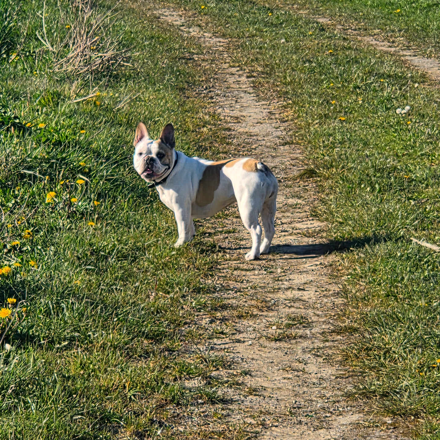 Tessy a rejoint le concours — aidez-le/la à gagner de superbes lots ! dog, french_bulldog, dirt_path, grass, dandelion, outdoor, sunny, pet, animal, nature, walking, summer, canine, field, greenery, happy, looking_back, daylight, small_dog, scenic