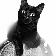 Mila a rejoint le concours — aidez-le/la à gagner de superbes lots ! animal, black_and_white, black_cat, cat, chair, closeup, curious, cute, ears, feline, furniture, indoors, looking, monochrome, pet, portrait, sitting, soft_light, texture, whiskers