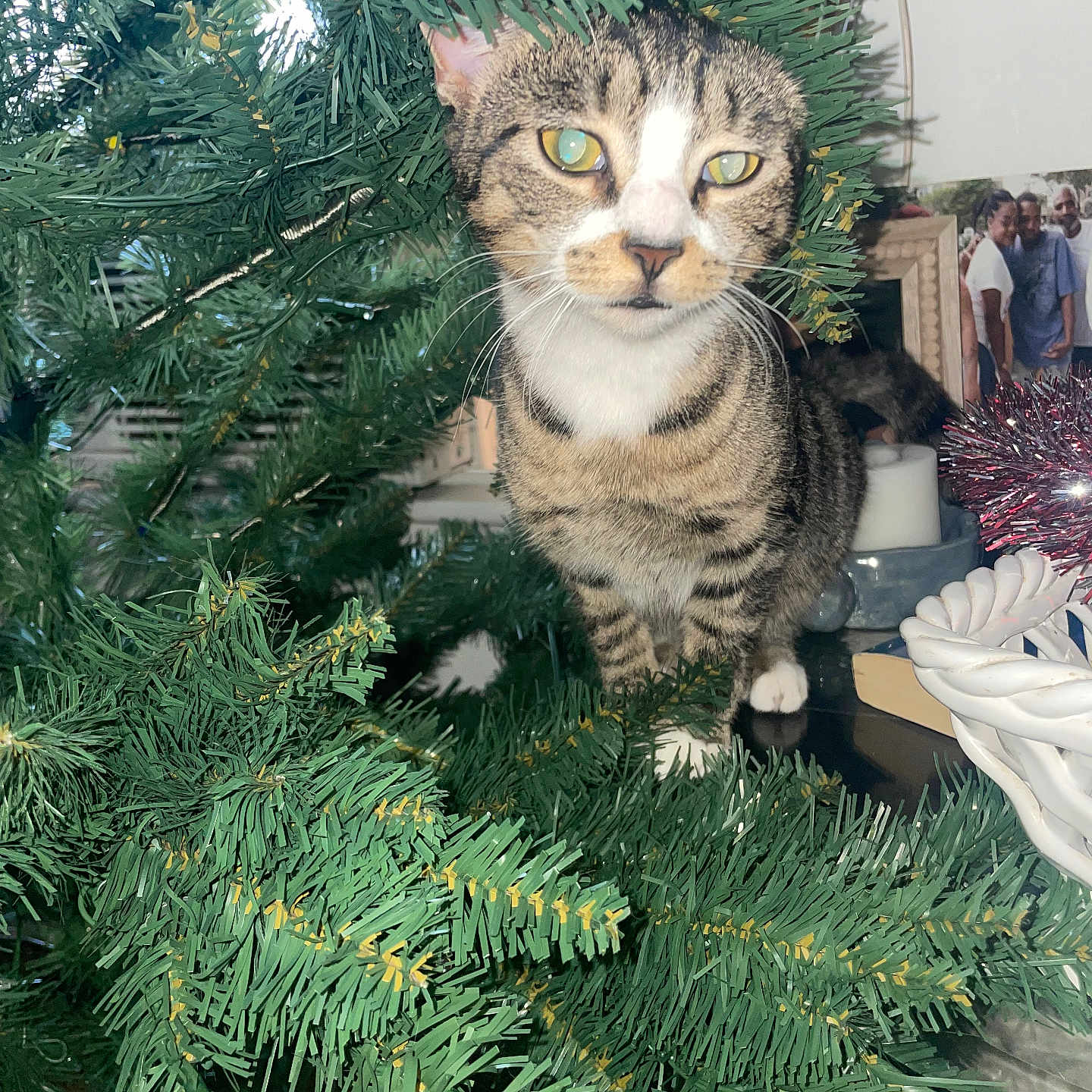 Lea joined the competition — help win amazing prizes! animal, artificial_tree, candle, cat, christmas_tree, close_up, curious, decor, eyes, face, feline, greenery, household, indoor, pet, photograph, tabby_cat, table, tinsel, whiskers