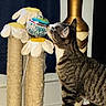 Lea is registered to the contest to win money with this photo: animal, birthday_balloon, cat, celebration, close_up, curious, decor, feline, flower_shaped, fur, household, indoor, pet, playful, scratching_post, sniffing, striped, tabby_cat, toy, wooden_stand