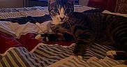 Lea joined the competition — help win amazing prizes! animal, bed, bedspread, bird, cat, cozy, curious, curtain, ears, feline, indoor, paws, pet, resting, room, striped, tabby, television, tv, whiskers