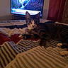 animal, bed, bedspread, bird, cat, cozy, curious, curtain, ears, feline, indoor, paws, pet, resting, room, striped, tabby, television, tv, whiskers