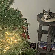 Lea is registered to the contest to win money with this photo: animal, blanket, cat, cat_tree, christmas_tree, clock, cozy, curious, decor, furniture, greenery, holiday, home, indoor, lights, pet, relaxing, soft_lighting, tabby_cat, wall_clock