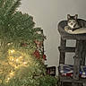 animal, blanket, cat, cat_tree, christmas_tree, clock, cozy, curious, decor, furniture, greenery, holiday, home, indoor, lights, pet, relaxing, soft_lighting, tabby_cat, wall_clock
