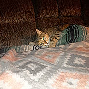 Entitled joined the competition — help win amazing prizes! cat, tabby, pet, sleeping, cozy, blanket, couch, indoors, home, nap, relaxed, animal, fur, whiskers, ears, green_eyes, striped_blanket, textile, warm_lighting, snuggled