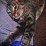 Entitled joined the competition — help win amazing prizes! cat, tabby_cat, pet, sleepy, stretching, lying_down, whiskers, green_eyes, striped_fur, pink_nose, paws, claws, animal, feline, bed, blanket, cushion, indoor, close_up, relaxed