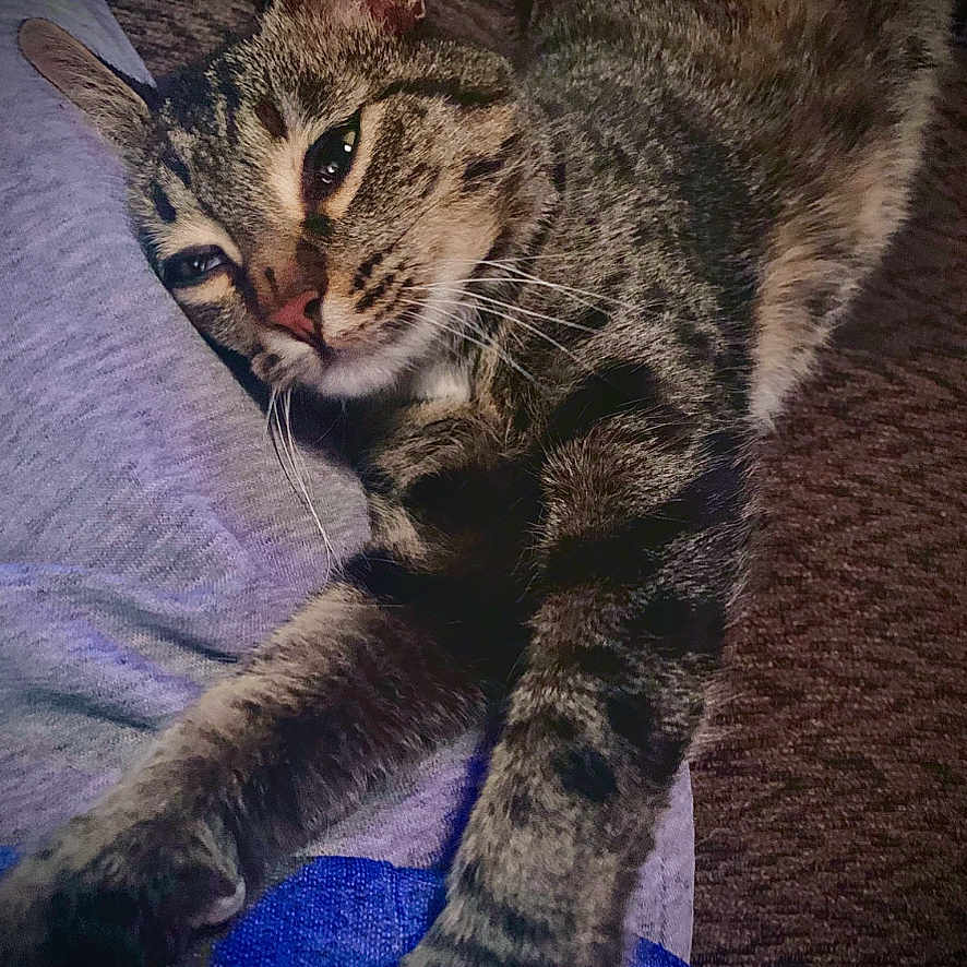Entitled joined the competition — help win amazing prizes! cat, tabby_cat, pet, sleepy, stretching, lying_down, whiskers, green_eyes, striped_fur, pink_nose, paws, claws, animal, feline, bed, blanket, cushion, indoor, close_up, relaxed