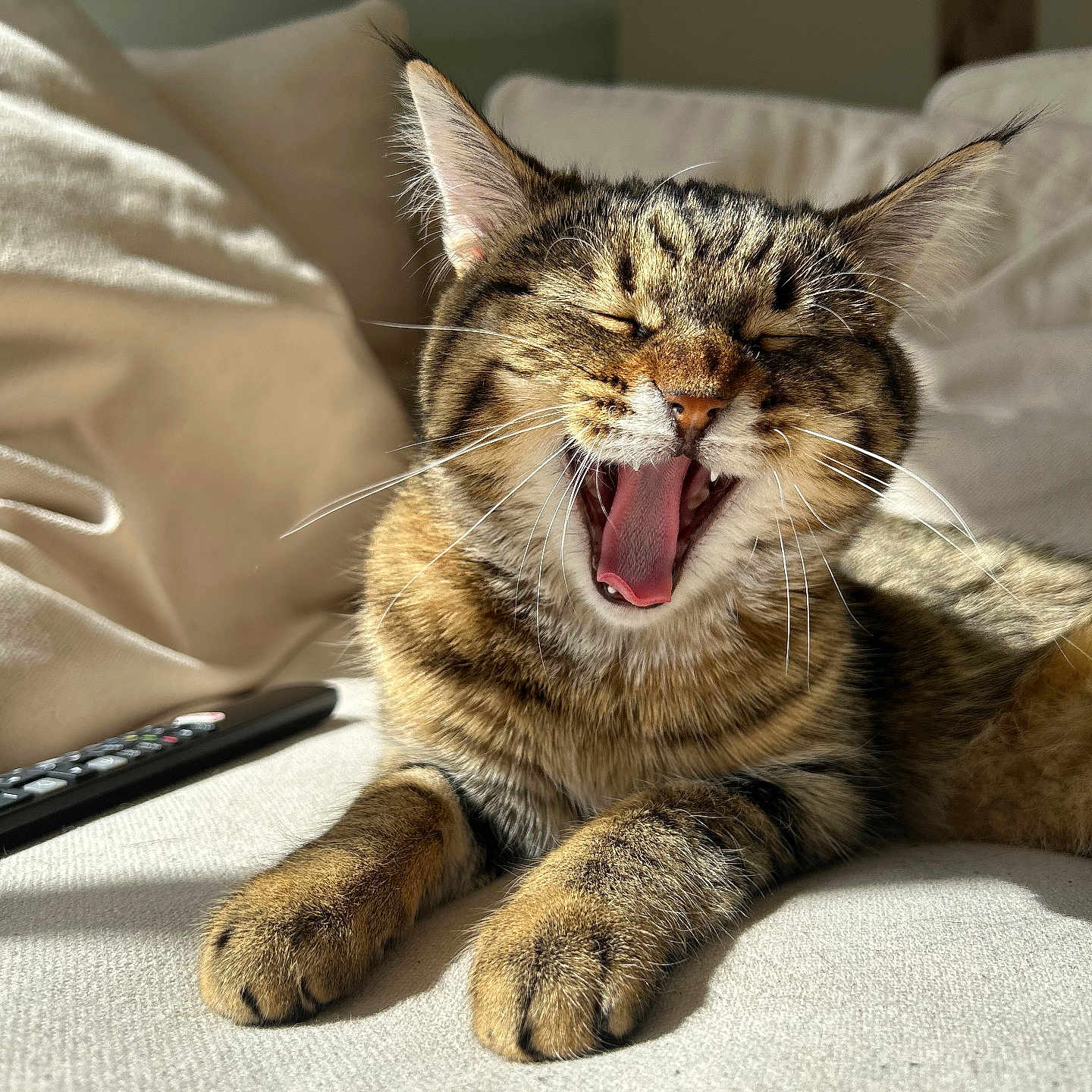 Vithys a rejoint le concours — aidez-le/la à gagner de superbes lots ! abyssinian, animal, bodypart, cat, computer, couch, cushion, electronics, furniture, hardware, kitten, laptop, manx, mouth, pc, person, pet, remotecontrol, teeth, tongue