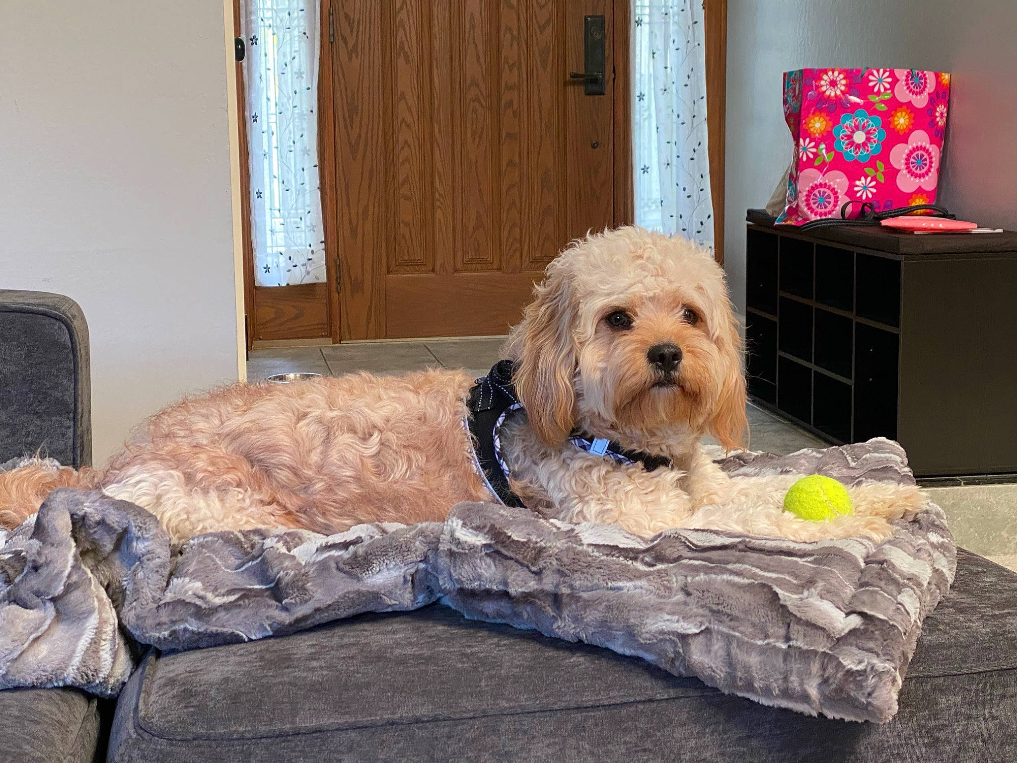 Cuddles is registered to the contest to win money with this photo: carnivore, comfort, companion_dog, couch, dog, dog_breed, dog_supply, door, fawn, flooring, fur, living_room, pet_supply, pillow, room, terrier, throw_pillow, toy, toy_dog, wood