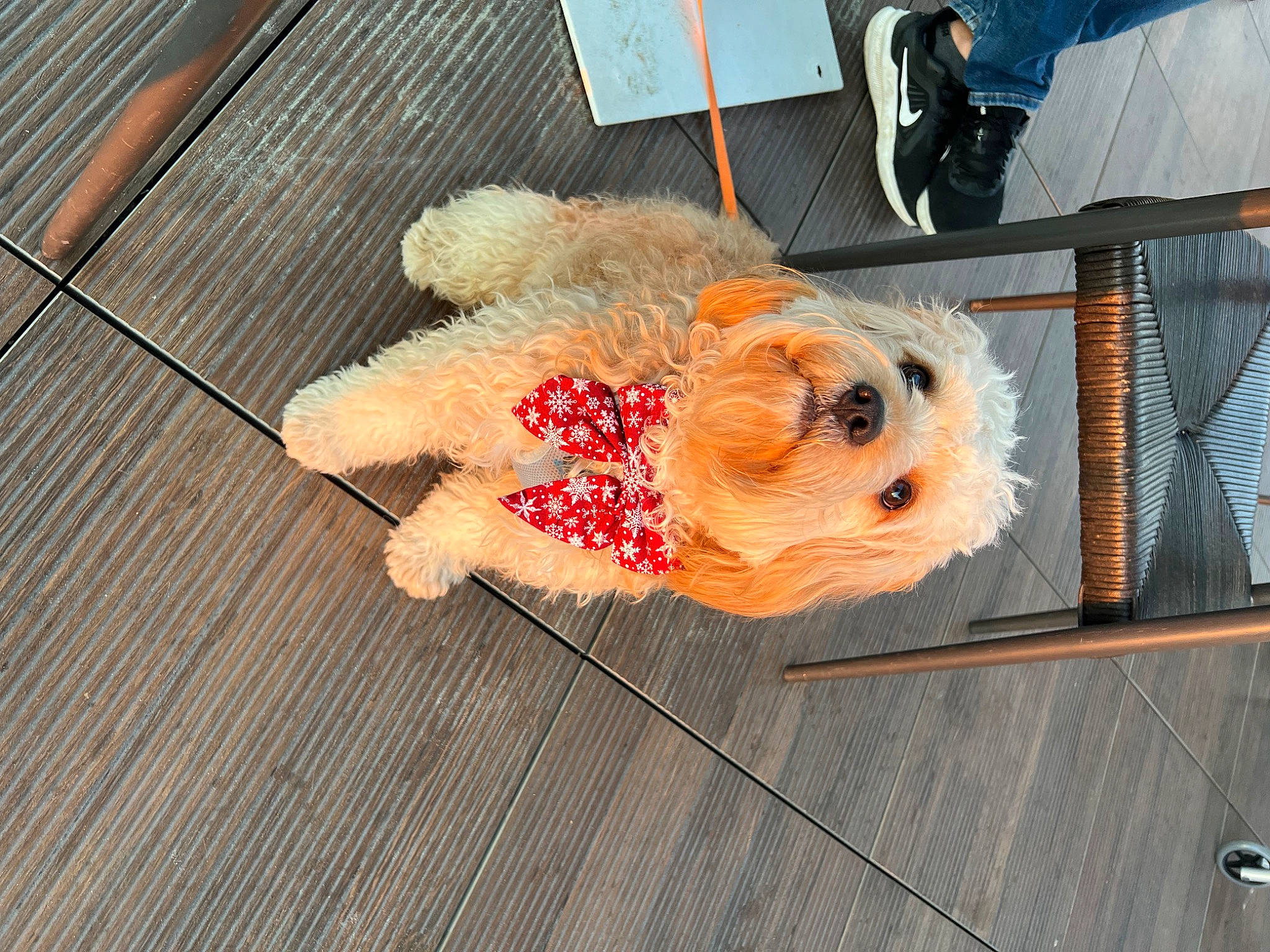 Cuddles joined the competition — help win amazing prizes! carnivore, collar, companion_dog, dog, dog_breed, dog_clothes, dog_supply, fawn, flooring, fur, hardwood, pet_supply, small_terrier, sporting_group, stuffed_toy, sunglasses, toy, toy_dog, wood, wood_stain