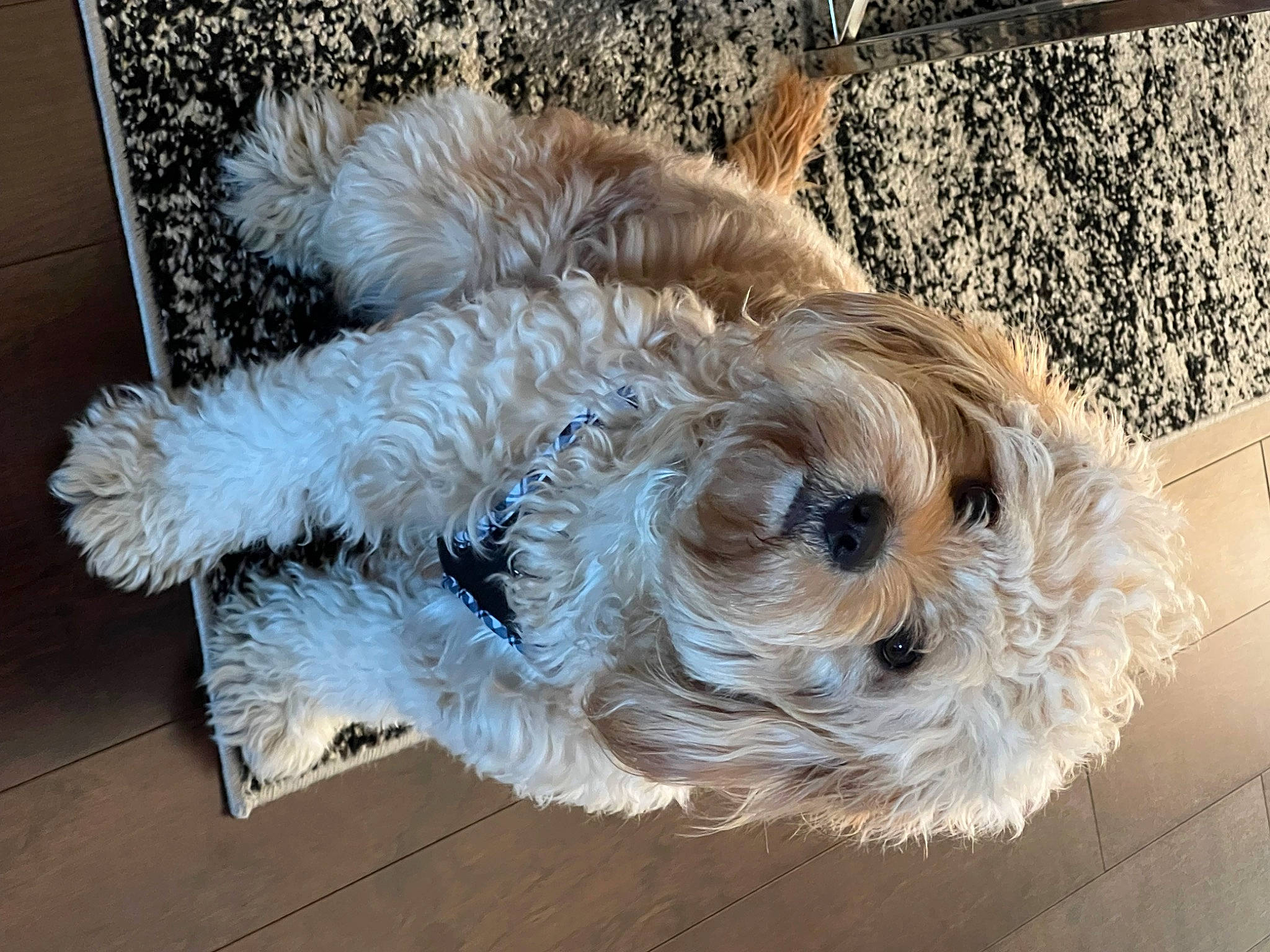 Cuddles joined the competition — help win amazing prizes! canidae, carnivore, collar, companion_dog, dog, dog_breed, dog_clothes, dog_collar, dog_supply, fawn, fur, maltepoo, small_terrier, snout, sporting_group, tail, terrier, toy_dog, working_animal, yorkshire_terrier