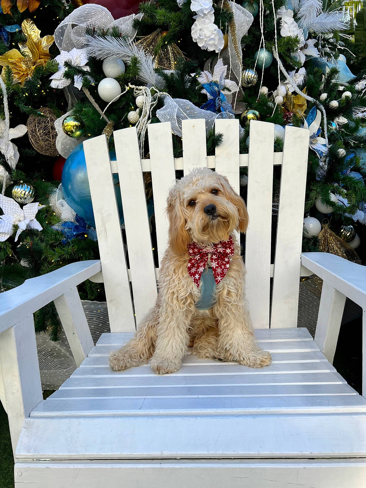 Cuddles is registered to the contest to win money with this photo: canidae, carnivore, chair, companion_dog, dog, dog_breed, event, fur, garden, home, outdoor_furniture, plant, poodle, rectangle, sporting_group, terrier, toy, toy_dog, water_dog, white