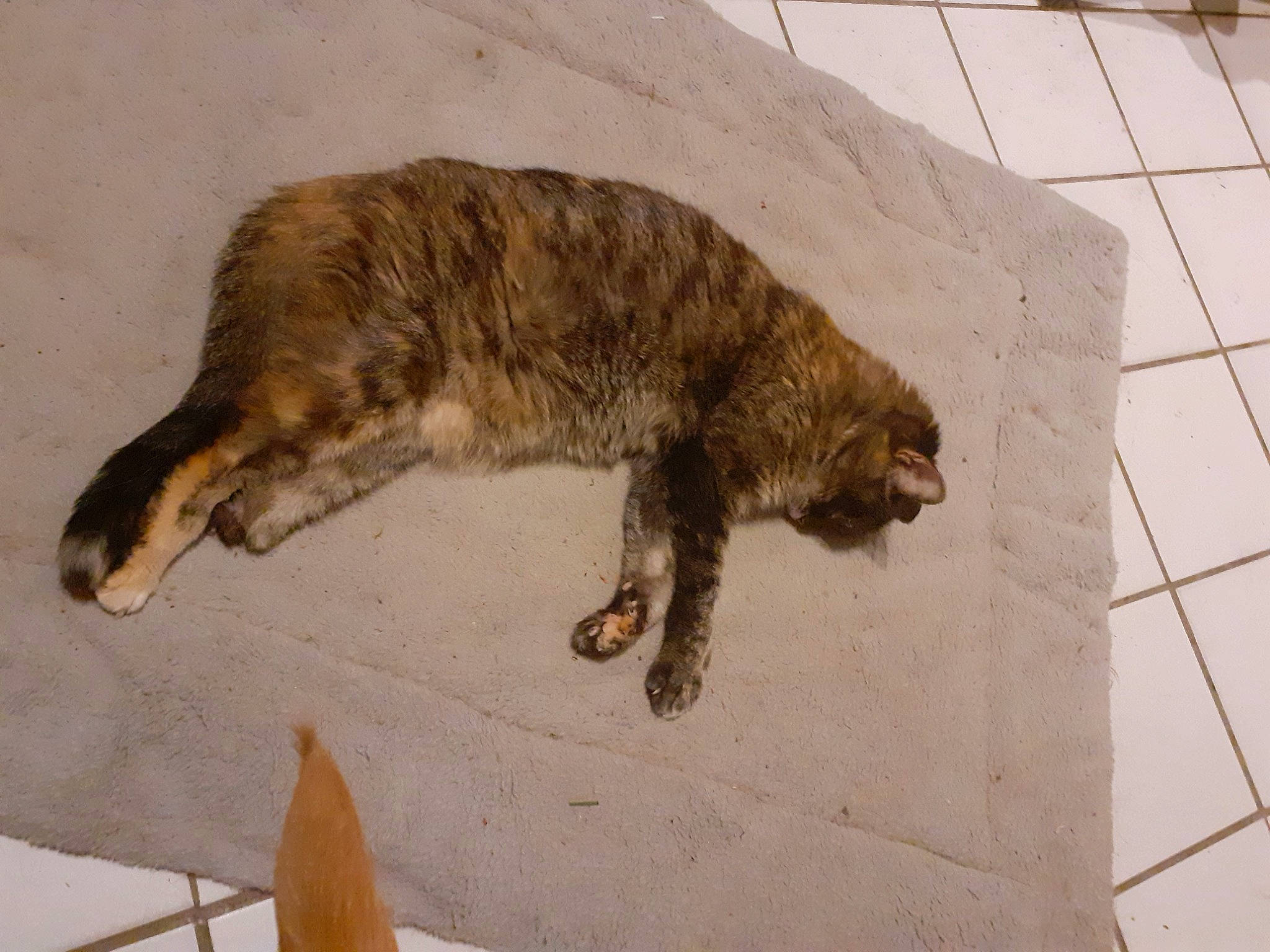 Moumoune participe au concours pour gagner de l'argent avec cette photo : carnivore, cat, claw, domestic_short_haired_cat, dragon_li, european_shorthair, felidae, fur, small_to_medium_sized_cats, tail, whiskers