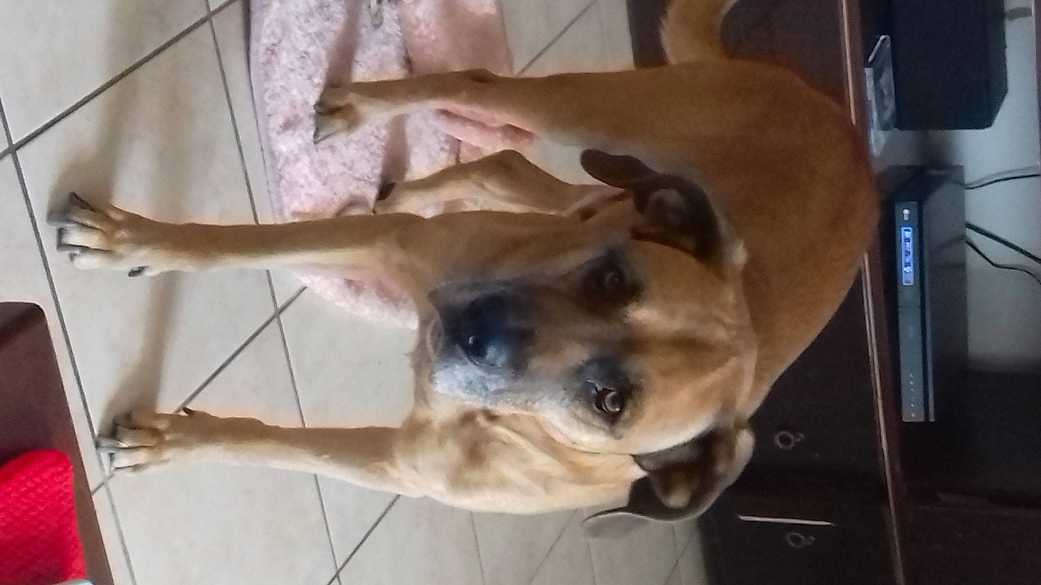 Gaspy participe au concours pour gagner de l'argent avec cette photo : black_mouth_cur, boerboel, canidae, carnivore, dog, dog_breed, fawn, mammal, snout, sporting_group