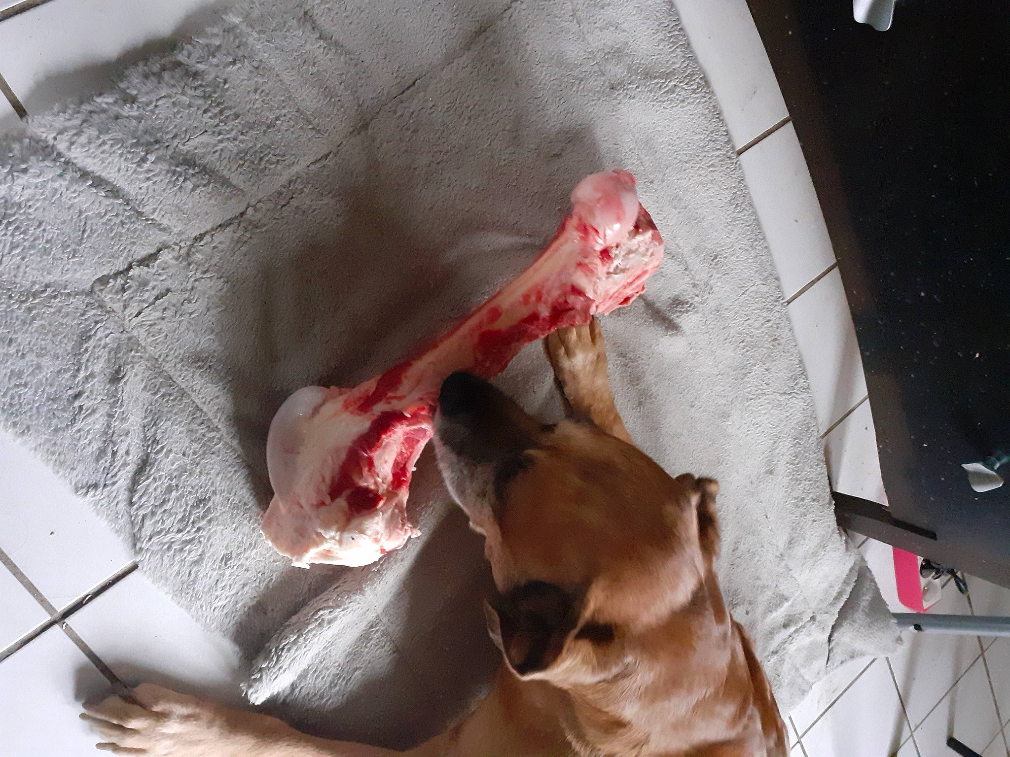 Gaspy participe au concours pour gagner de l'argent avec cette photo : canidae, carnivore, dog, dog_breed, fawn, flesh, jaw, sporting_group, weimaraner