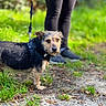 Lucky a rejoint le concours — aidez-le/la à gagner de superbes lots ! dog, terrier, scruffy_dog, black_and_tan, pet, leash, harness, walking, outdoors, woodland, forest, nature, greenery, grass, dirt_path, trail, standing, animal_portrait, bokeh, companion