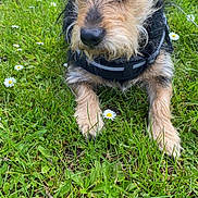 Lucky a rejoint le concours — aidez-le/la à gagner de superbes lots ! dog, puppy, scruffy_fur, beard, black_and_tan, harness, collar, lying_down, grass, meadow, daisies, flowers, outdoors, garden, portrait, close_up, animal, pet, alert, social_media_screenshot