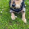 dog, puppy, scruffy_fur, beard, black_and_tan, harness, collar, lying_down, grass, meadow, daisies, flowers, outdoors, garden, portrait, close_up, animal, pet, alert, social_media_screenshot
