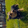 Lucky participe au concours pour gagner de l'argent avec cette photo : dog, pet, outdoor, grass, lawn, leash, blue_leash, long_hair, shaggy, small_dog, lying_down, animal, face, portrait, sunlight, residential_area, houses, garden, greenery, smartphone_photo