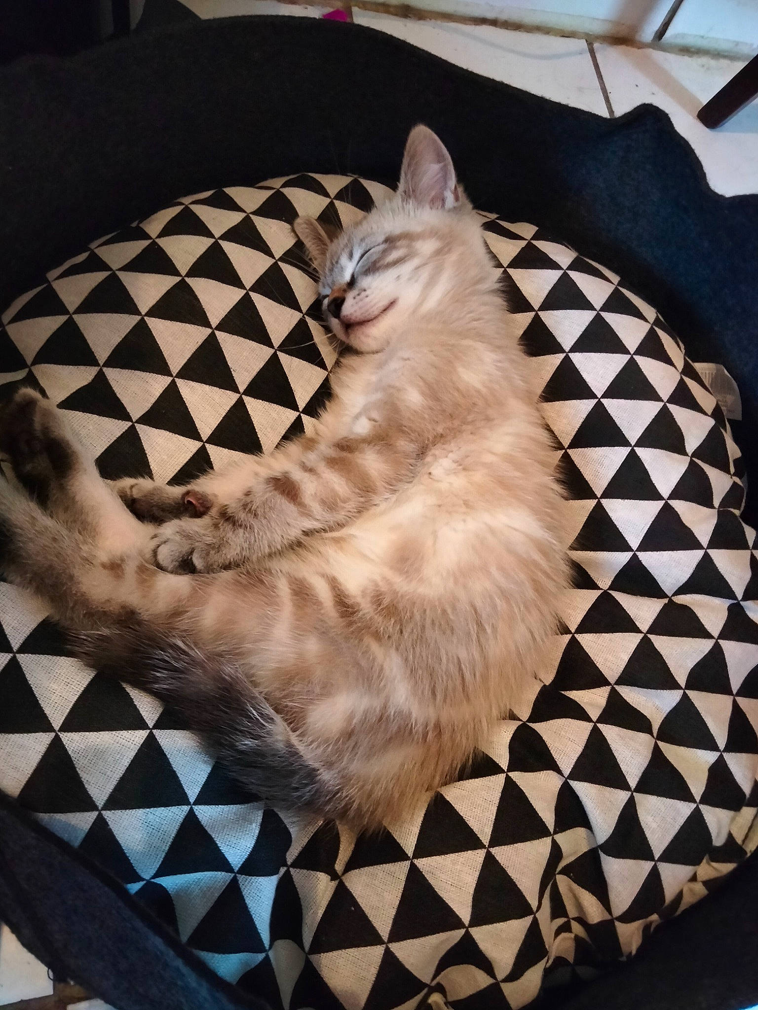 Blancko a rejoint le concours — aidez-le/la à gagner de superbes lots ! carnivore, cat, comfort, fawn, felidae, floor, flooring, fur, grey, hardwood, linens, mammal, pattern, room, small_to_medium_sized_cats, snout, tail, textile, whiskers, wood