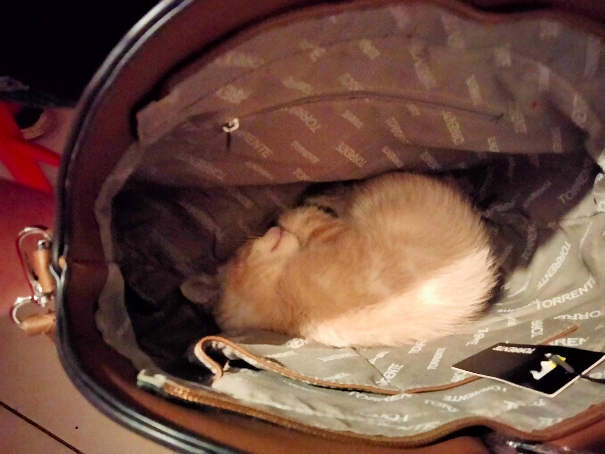 Blancko participe au concours pour gagner de l'argent avec cette photo : box, canidae, carnivore, cat_supply, comfort, comfort_food, fawn, felidae, fur, gerbil, mouse, muroidea, nap, pet_supply, rodent, sleep, small_to_medium_sized_cats, snout, tail, whiskers