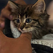 Bamby is registered to the contest to win money with this photo: kitten, cat, animal, pet, fur, eyes, close_up, hand, holding, blanket, cozy, soft, cute, young, mammal, domestic_animal, portrait, whiskers, face, feline