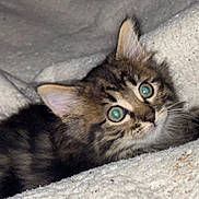 Bamby is registered to the contest to win money with this photo: animal, blanket, cat, cozy, cute, domestic, ears, eyes, feline, fur, indoor, kitten, pet, playful, resting, sleeping_area, small, tabby, whiskers, young