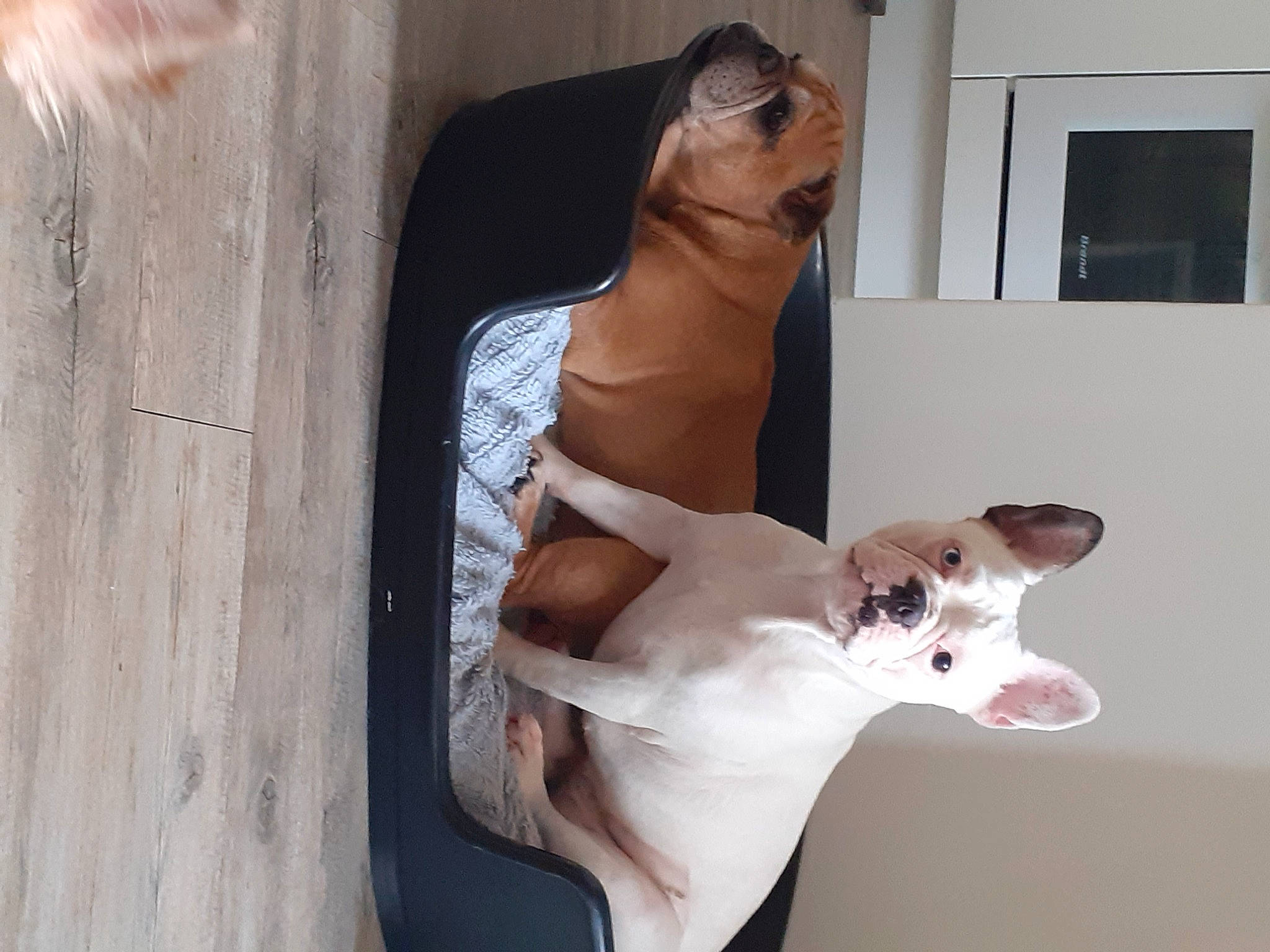 Chelsea participe au concours pour gagner de l'argent avec cette photo : art, canidae, carnivore, collar, companion_dog, composite_material, dog, dog_breed, dog_collar, dog_supply, eyewear, fawn, human_leg, jaw, pet_supply, snout, sporting_group, window, wood, working_animal