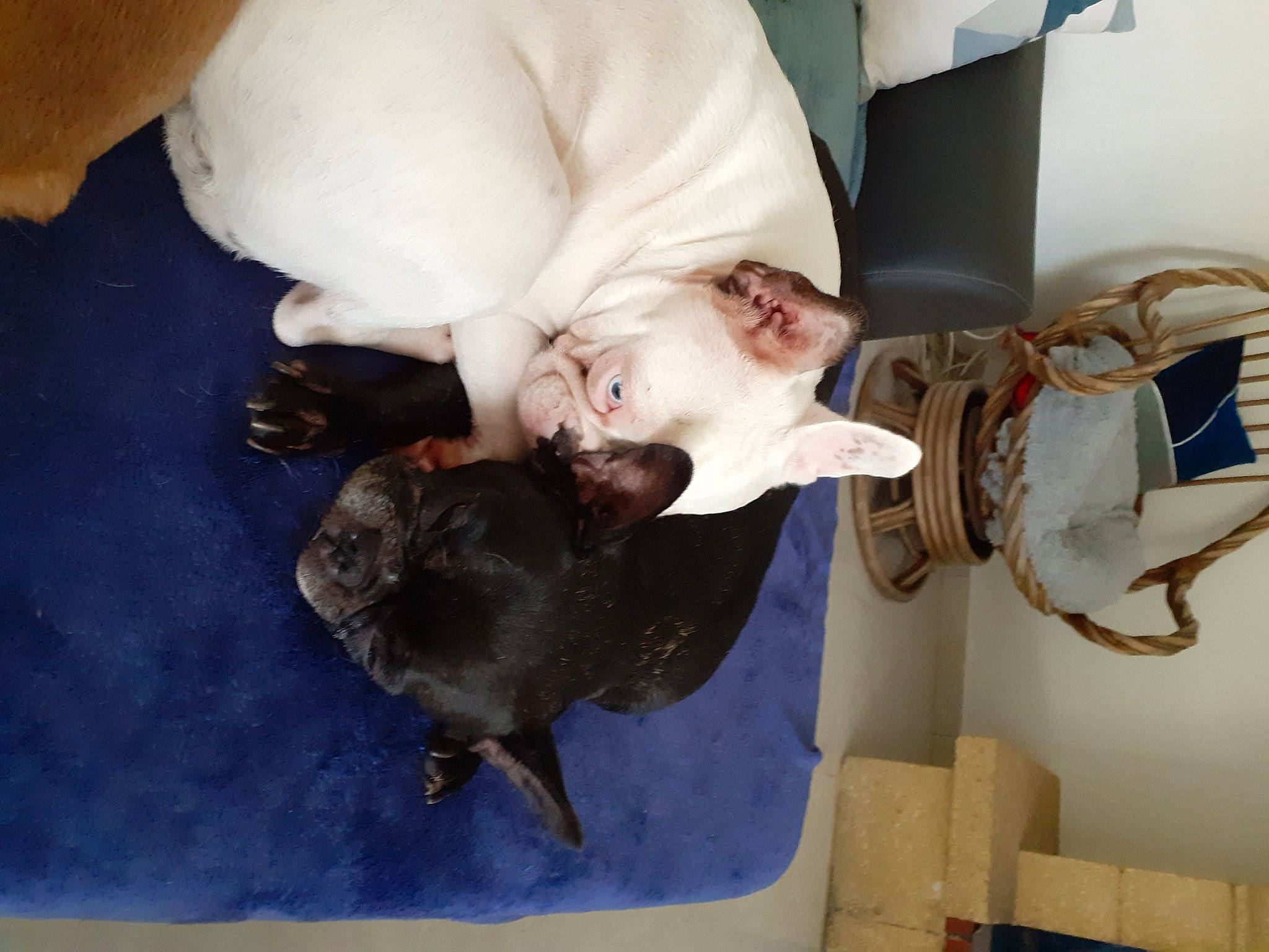 Chelsea a rejoint le concours — aidez-le/la à gagner de superbes lots ! bird, canidae, carnivore, comfort, companion_dog, dog_breed, domestic_short_haired_cat, fawn, felidae, fur, nap, room, russian_blue, small_to_medium_sized_cats, sporting_group, whiskers