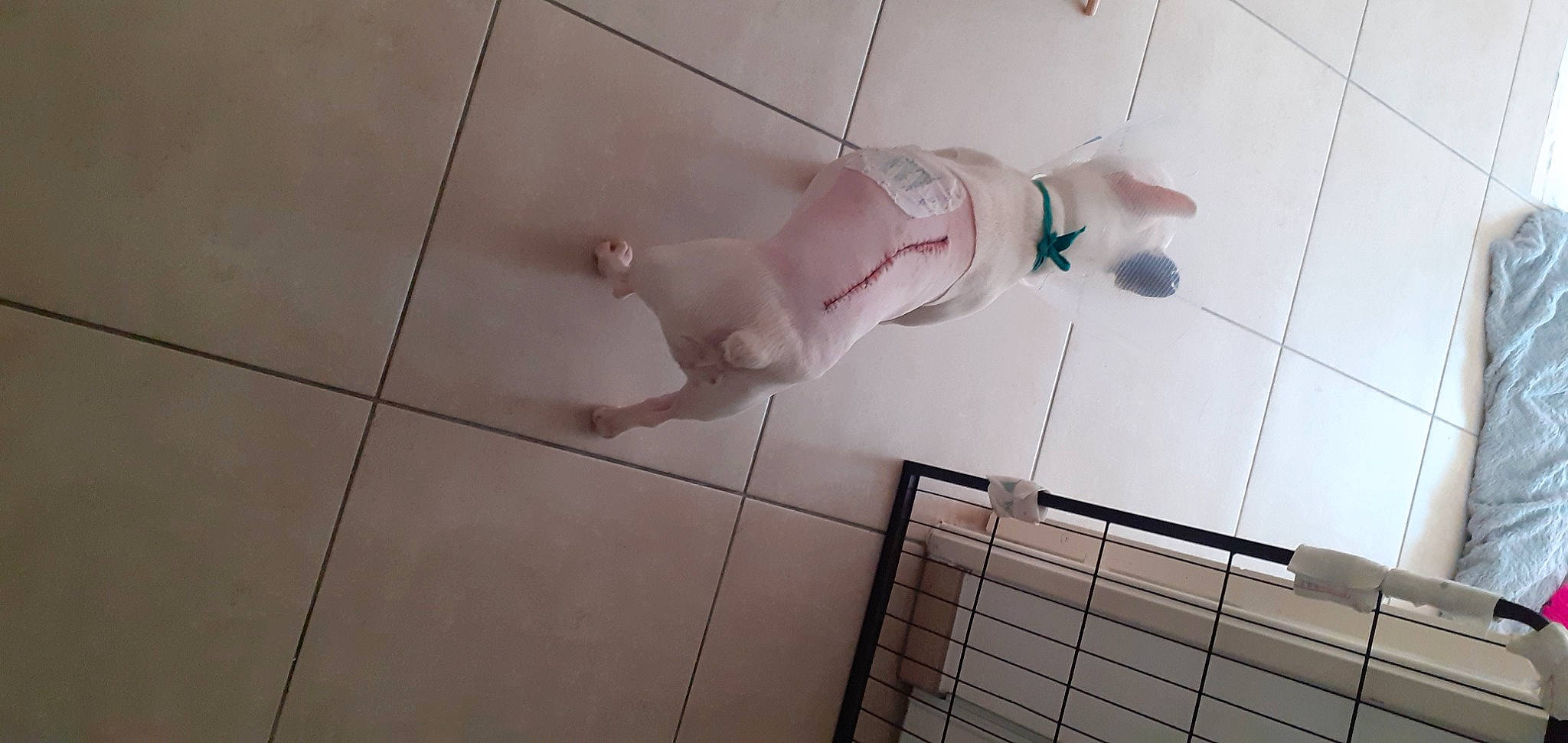 Chelsea participe au concours pour gagner de l'argent avec cette photo : ceiling, floor, flooring, foot, footwear, fun, hardwood, human_body, human_leg, leg, line, room, sneakers, tail, thigh, tile, walking_shoe, wall, wire, wood