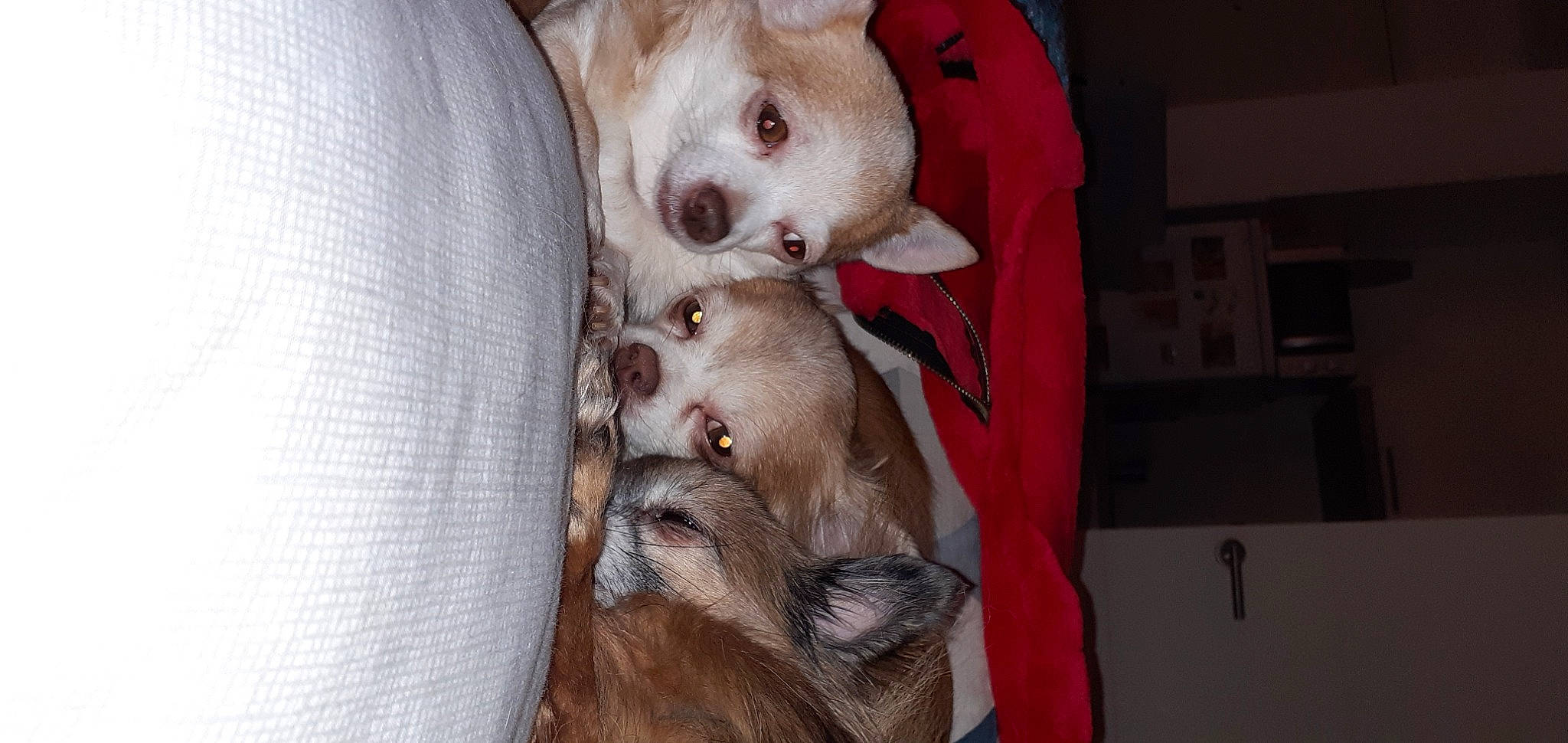 Chocolat a rejoint le concours — aidez-le/la à gagner de superbes lots ! canidae, carnivore, comfort, companion_dog, dog, dog_breed, dog_supply, ear, fawn, fur, liver, mammal, non_sporting_group, paw, snout, sporting_group, toy_dog, whiskers, working_animal