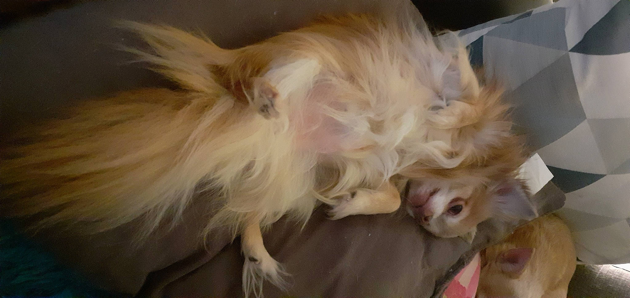 Chocolat participe au concours pour gagner de l'argent avec cette photo : bed, canidae, carnivore, companion_dog, dog, dog_breed, dog_supply, ear, fang, fawn, fur, liver, nap, puppy, snout, spaniel, sporting_group, toy_dog, whiskers, working_animal