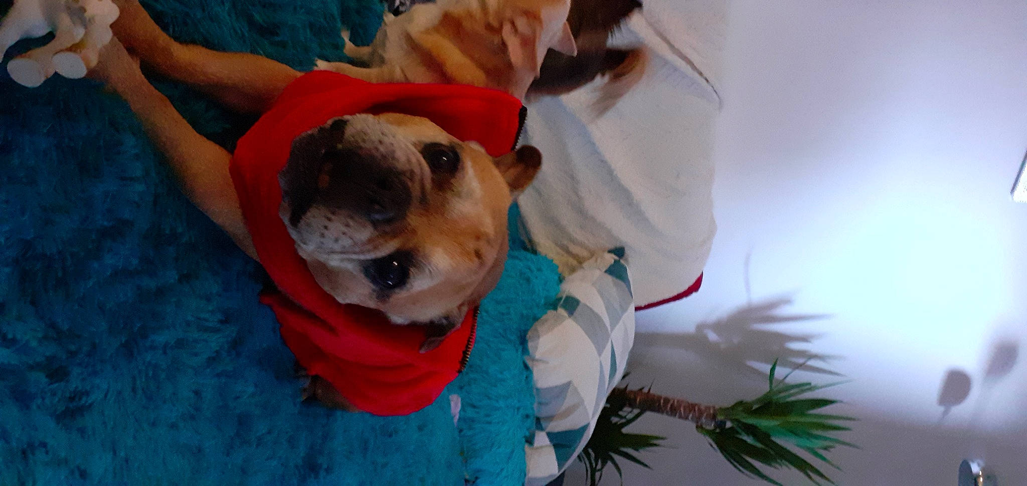 Balou a rejoint le concours — aidez-le/la à gagner de superbes lots ! canidae, carnivore, collar, companion_dog, dog, dog_breed, dog_clothes, dog_collar, dog_supply, event, fawn, fun, fur, happy, snout, sporting_group, sunglasses, toy_dog, whiskers, wrinkle